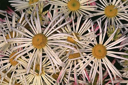 Chrysanthemum X morifolium (Dendranthema X grandiflorum)