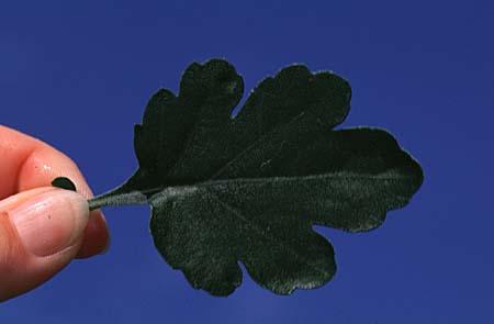 Chrysanthemum X morifolium (Dendranthema X grandiflorum)