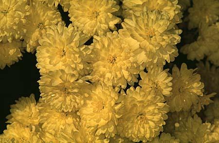 Chrysanthemum X morifolium (Dendranthema X grandiflorum)