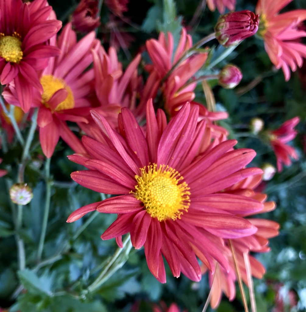 'Cathy's Rust' Flower Close up - November