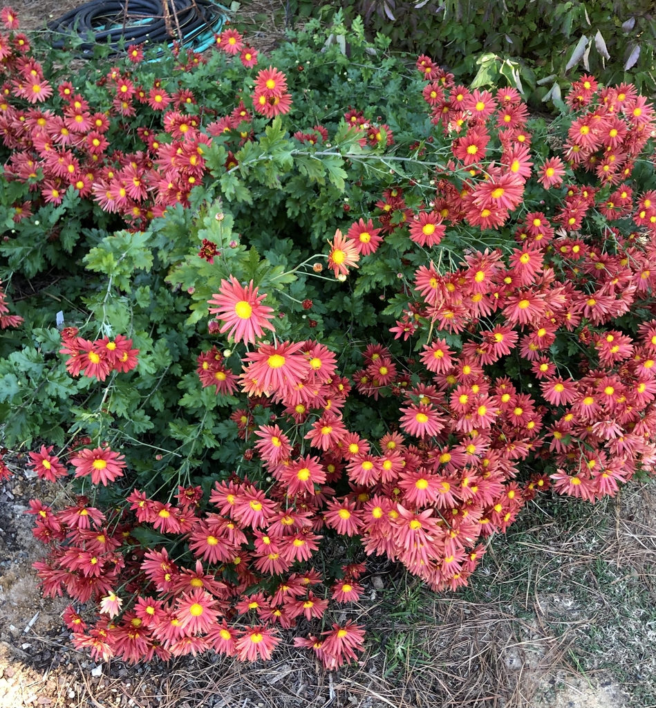 'Cathy's Rust' Form - November