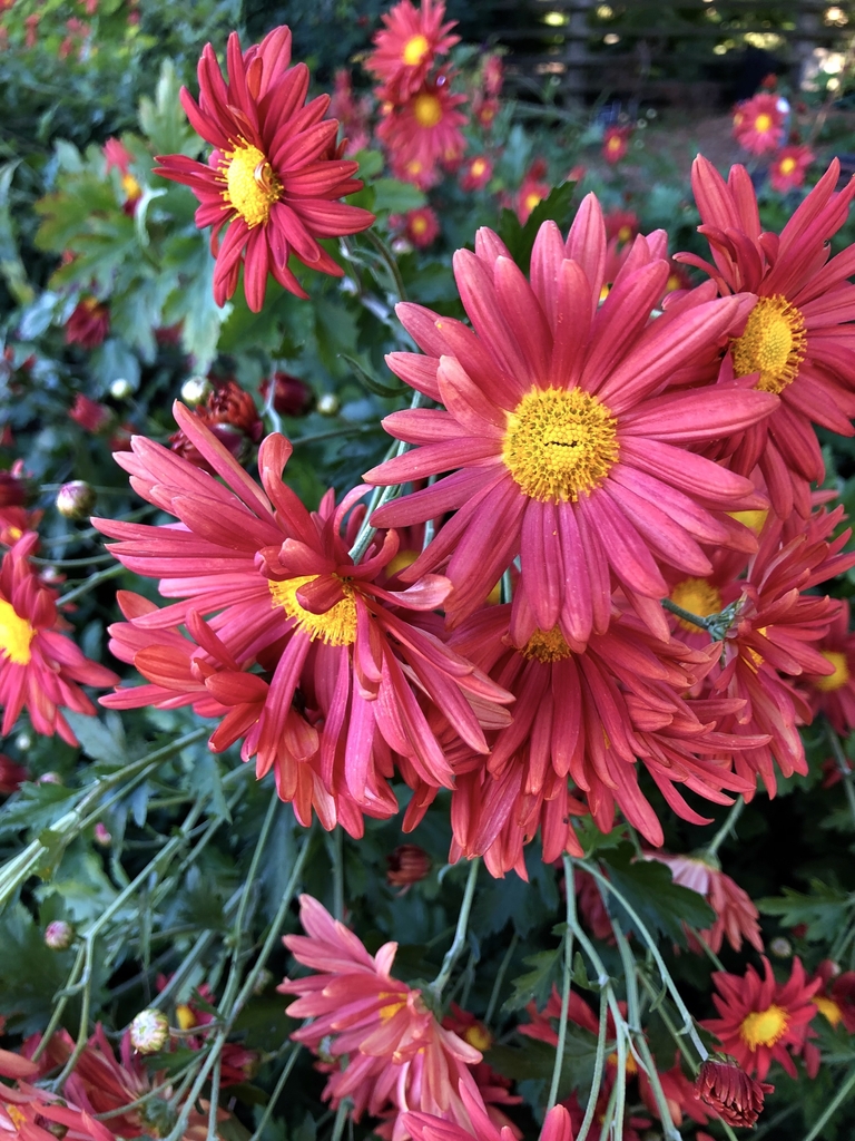 'Cathy's Rust' Flowers - November