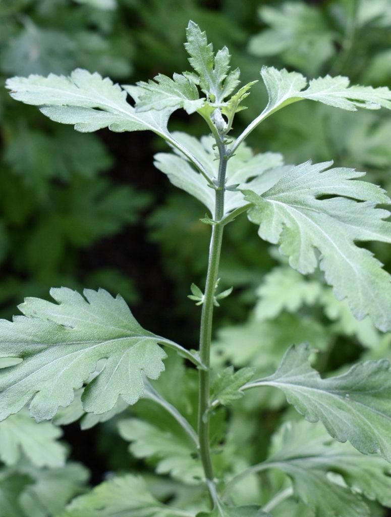 Chrysanthemum x morifolium