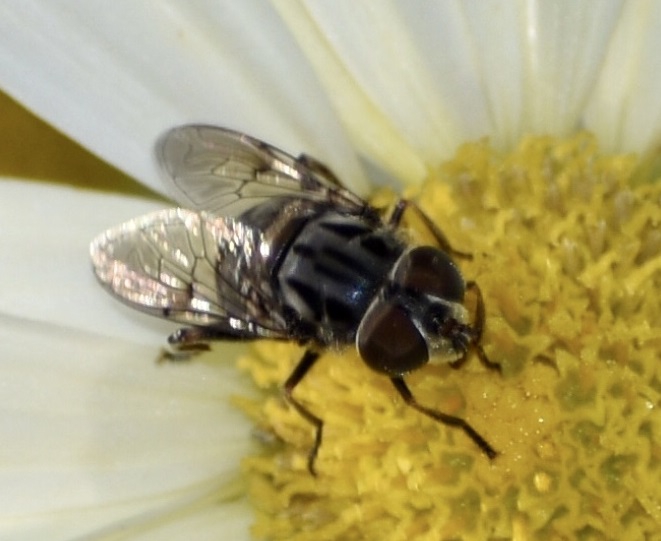 Chrysanthemum