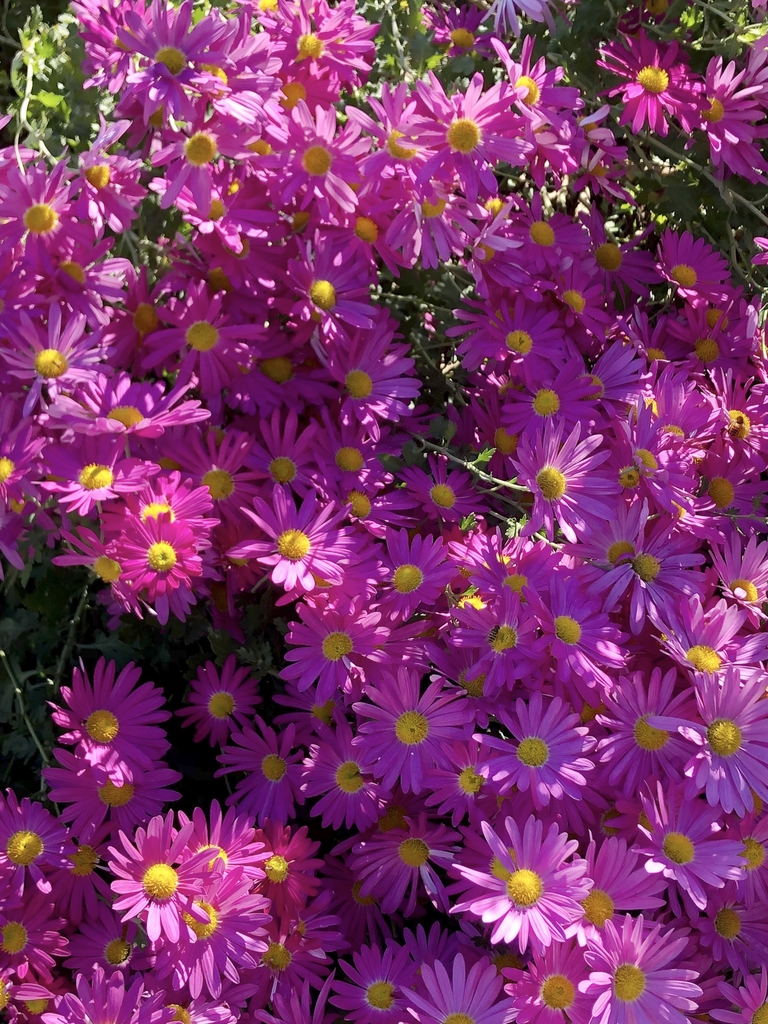 'Lavender Lady' Form - Nov. 8 - Wake Co., NC