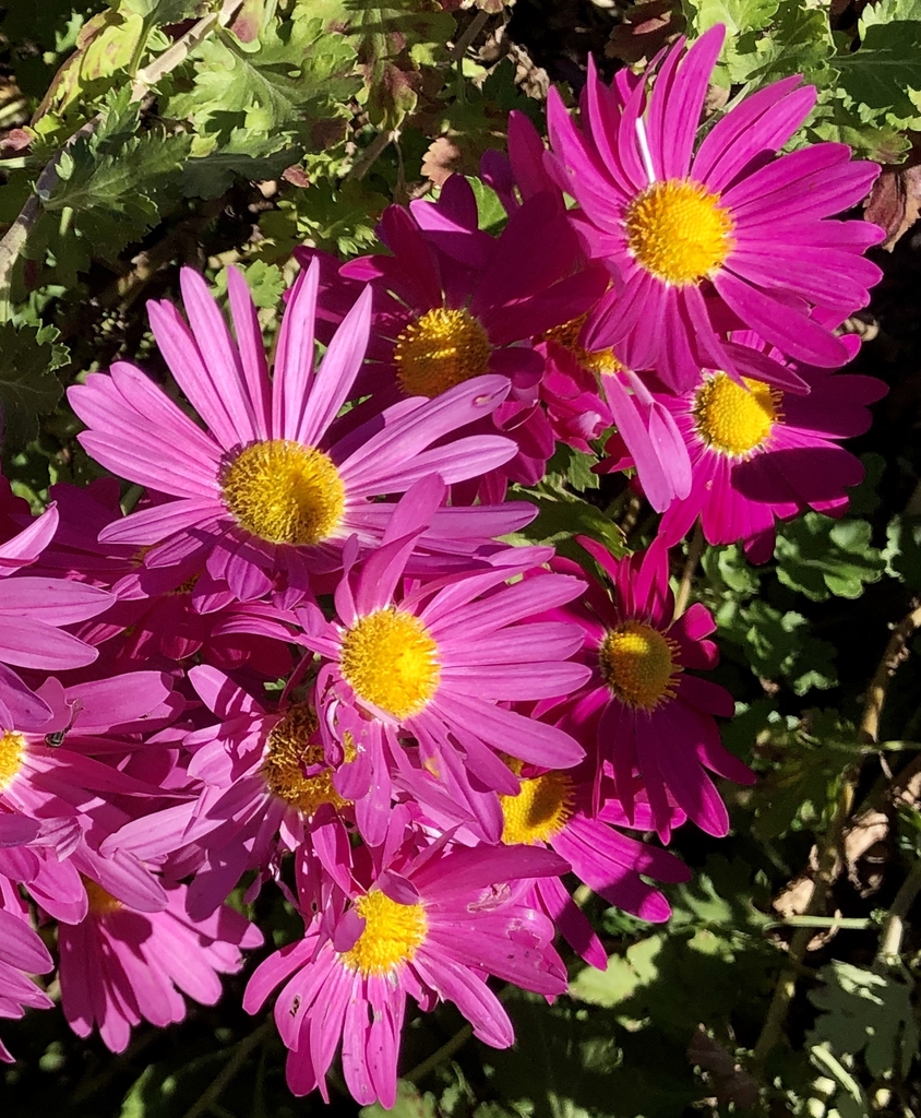 'Lavender Lady' Flowers - Nov. 8 - Wake Co., NC