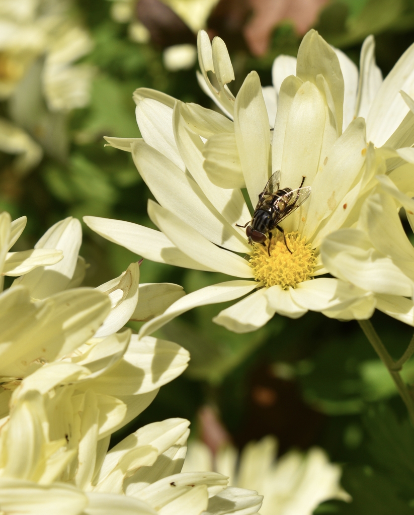 creamy yellow Daisy like, semi-double flower approx 3 inch