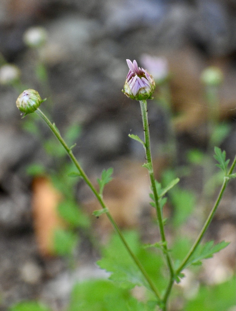 'Country Girl' - Bud in Mid October - Wake Co., NC