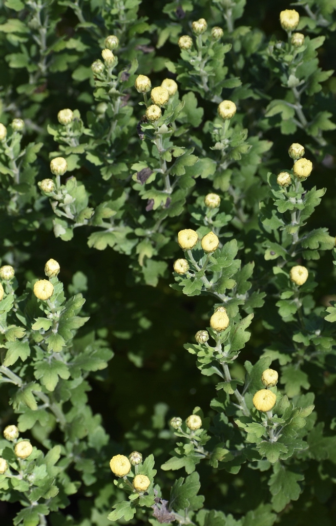 Chrysanthemum