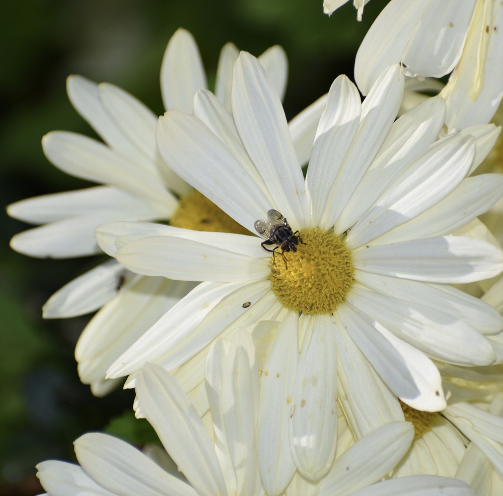 Chrysanthemum (Rubellum Group)