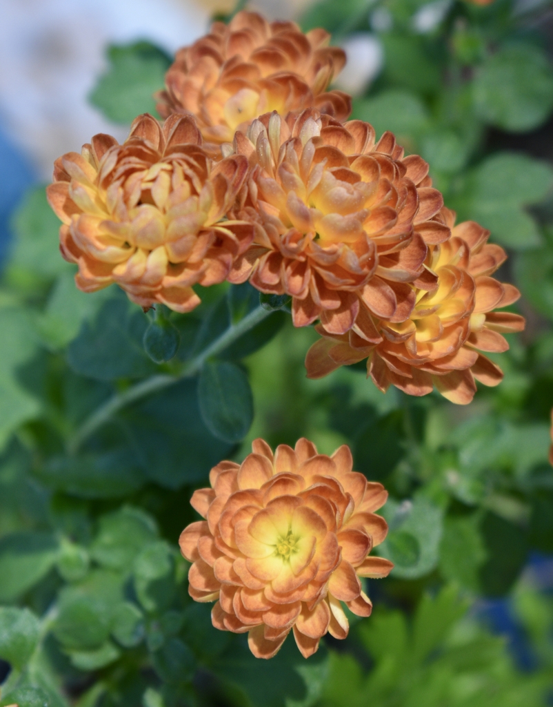 Flowers - Fall - Wake Co., NC