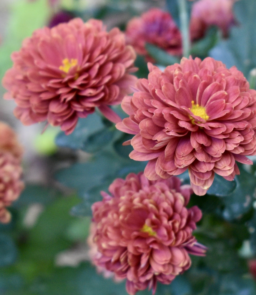 Flowers - Fall - Wake Co., NC