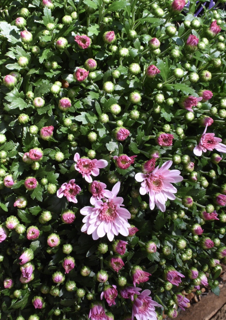 Chrysanthemum