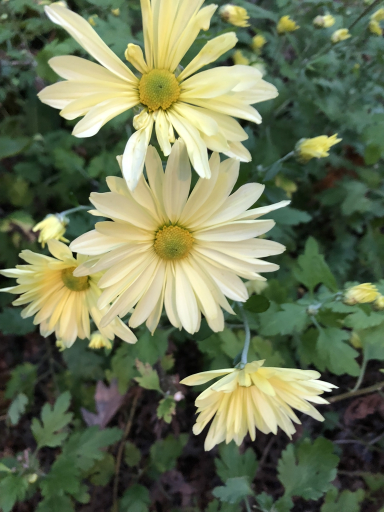 Chrysanthemum x morifolium