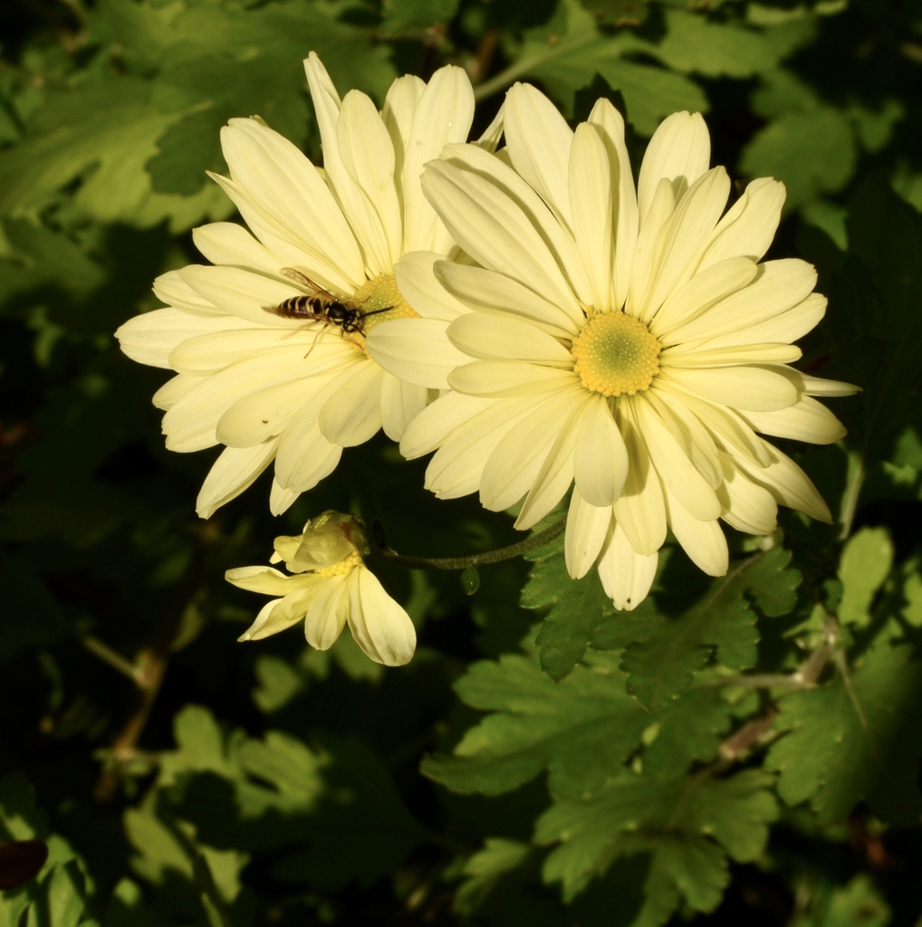 Chrysanthemum x morifolium