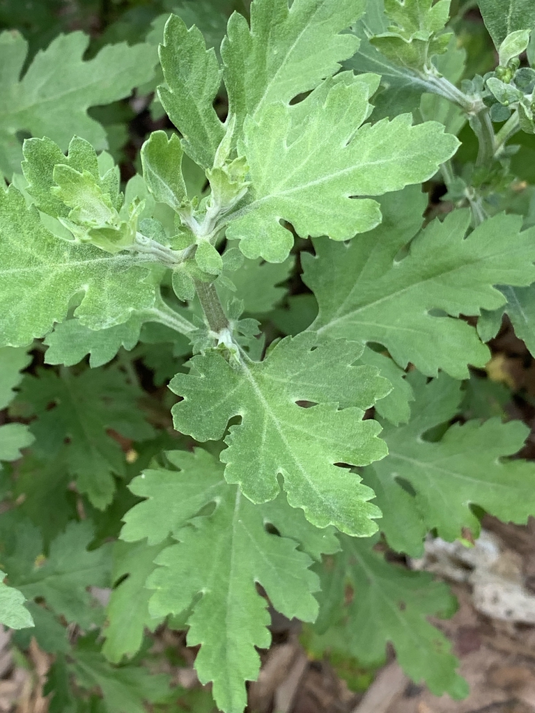 Leaves