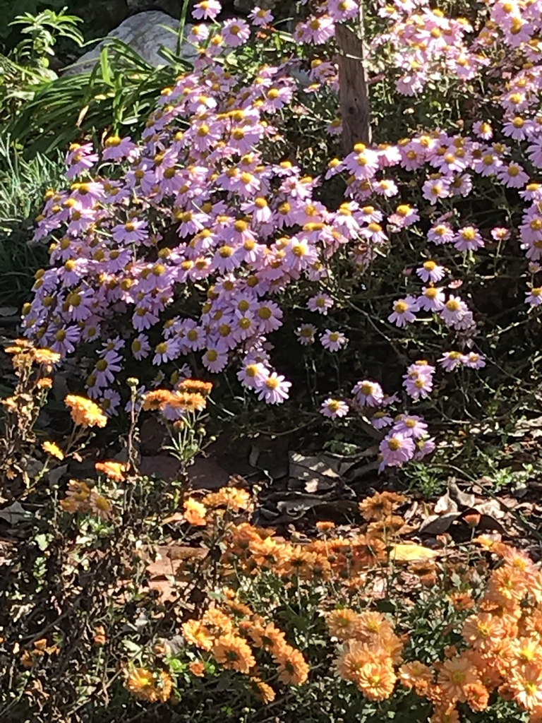 Plants in the garden