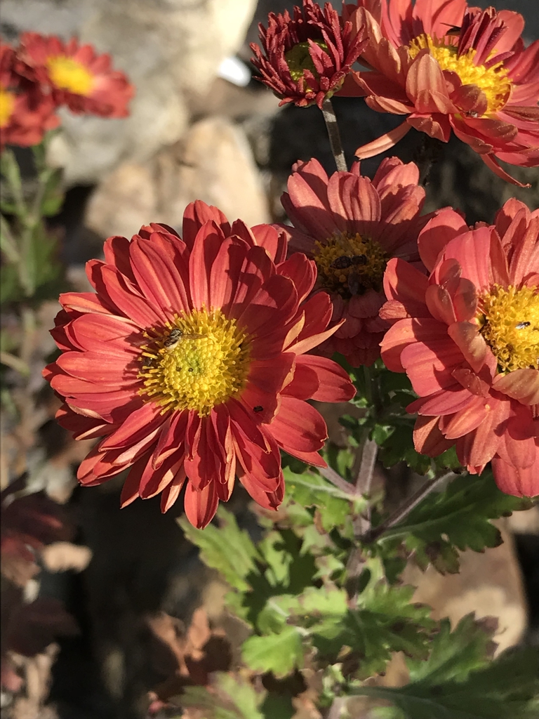 Red flowers