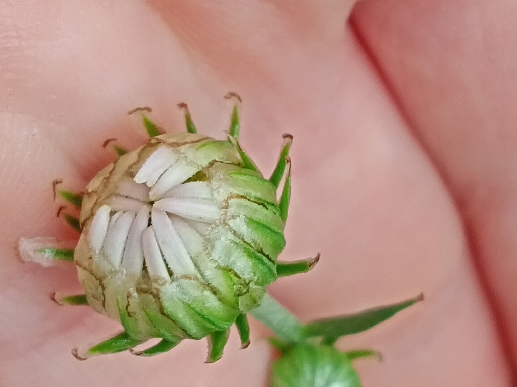Flower bud