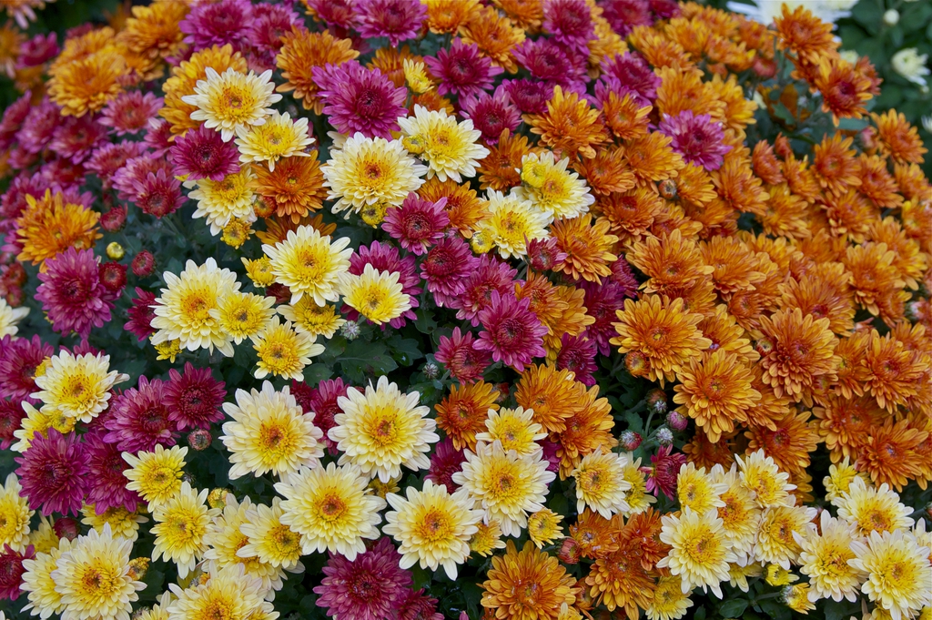 Different colors