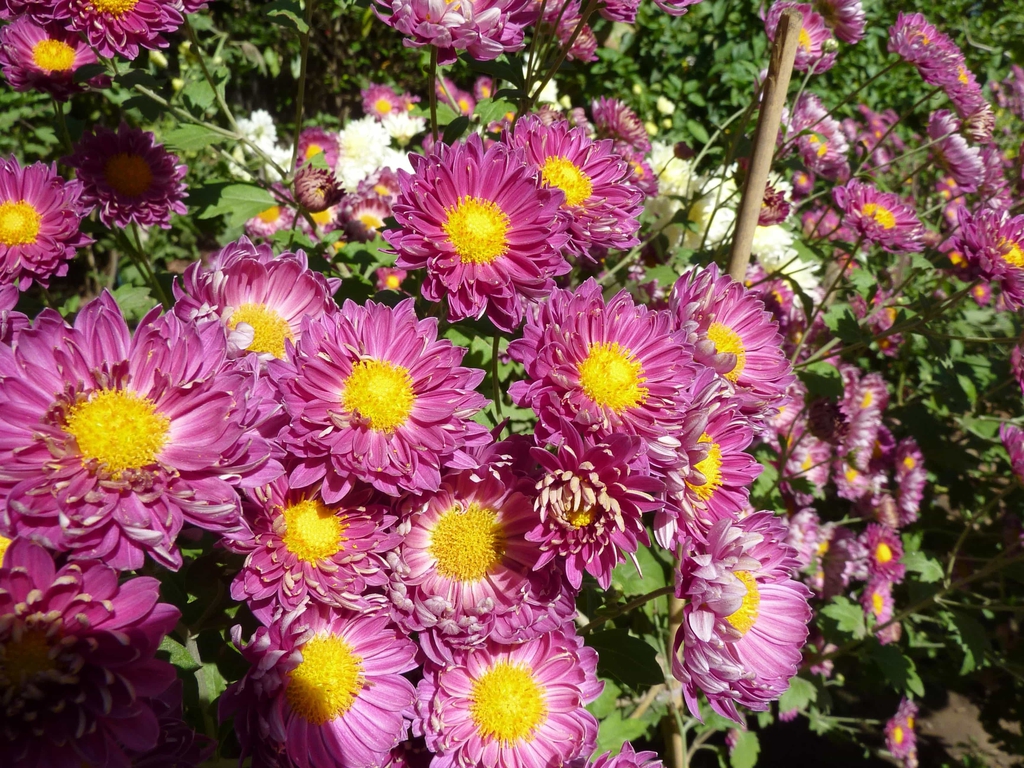 Pink flowers