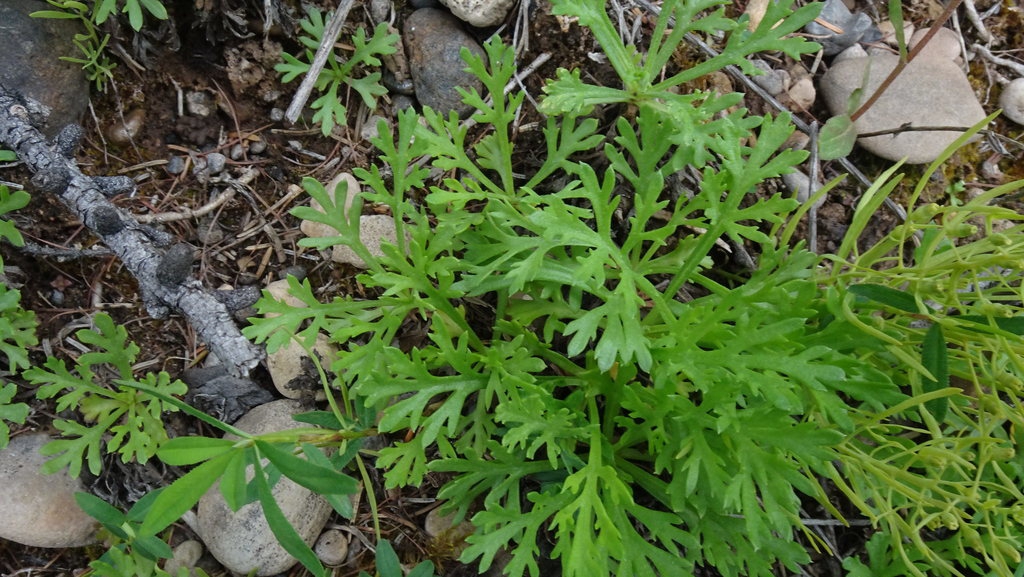 Leaves