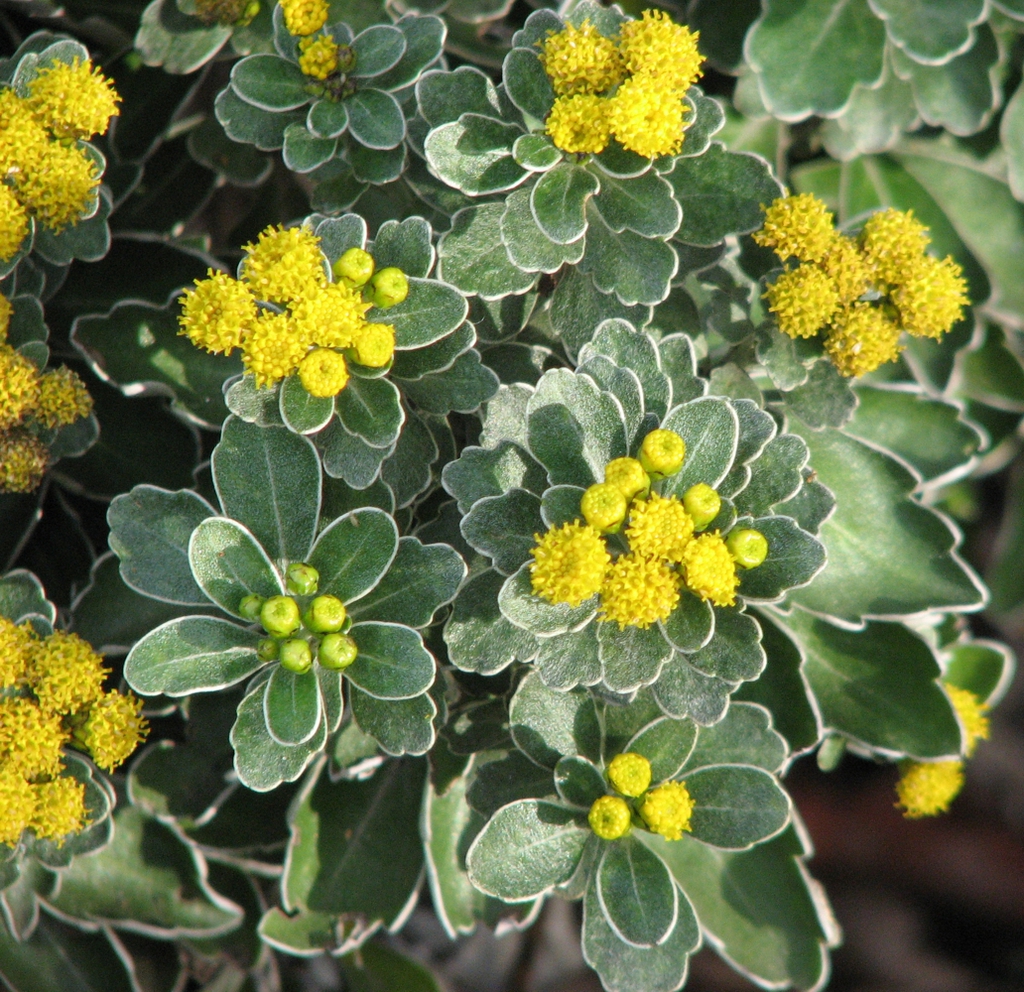 Flowers and buds