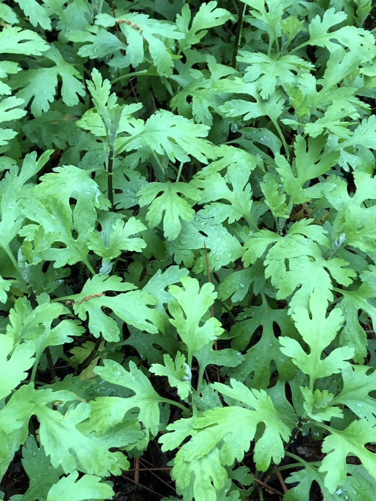 Chrysanthemum x morifolium`
