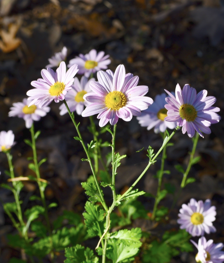 Lavendar daisy like chrysanthemum