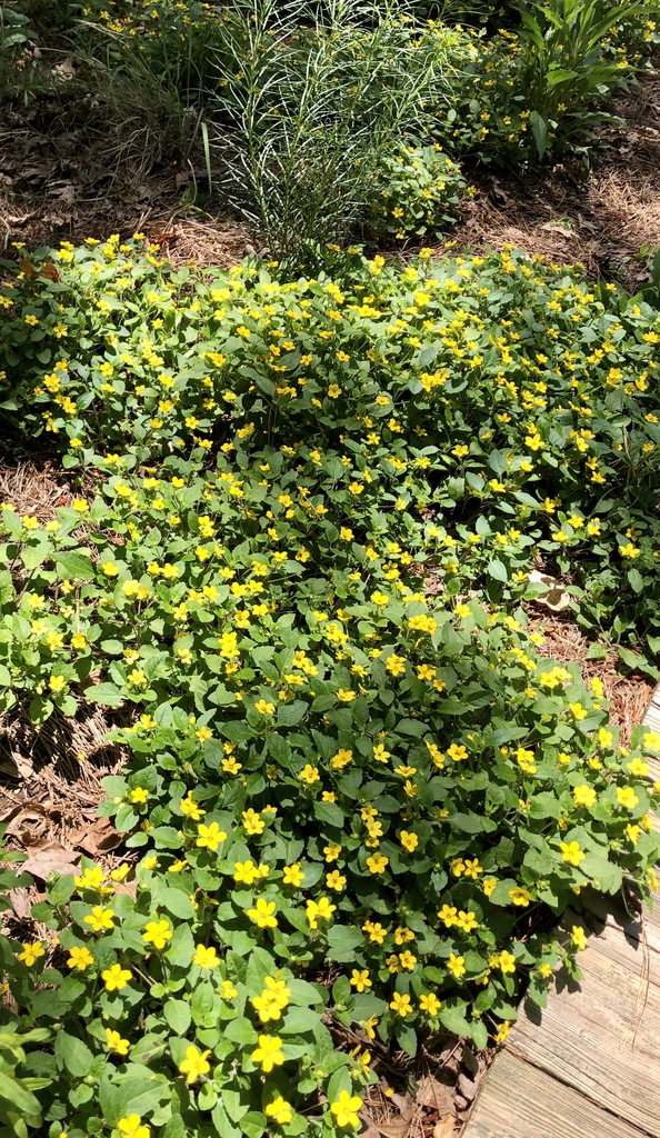 Masses of green leaves and yellow daisies.