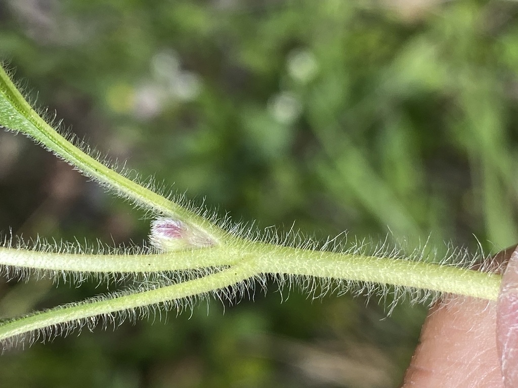 Green hairy stem