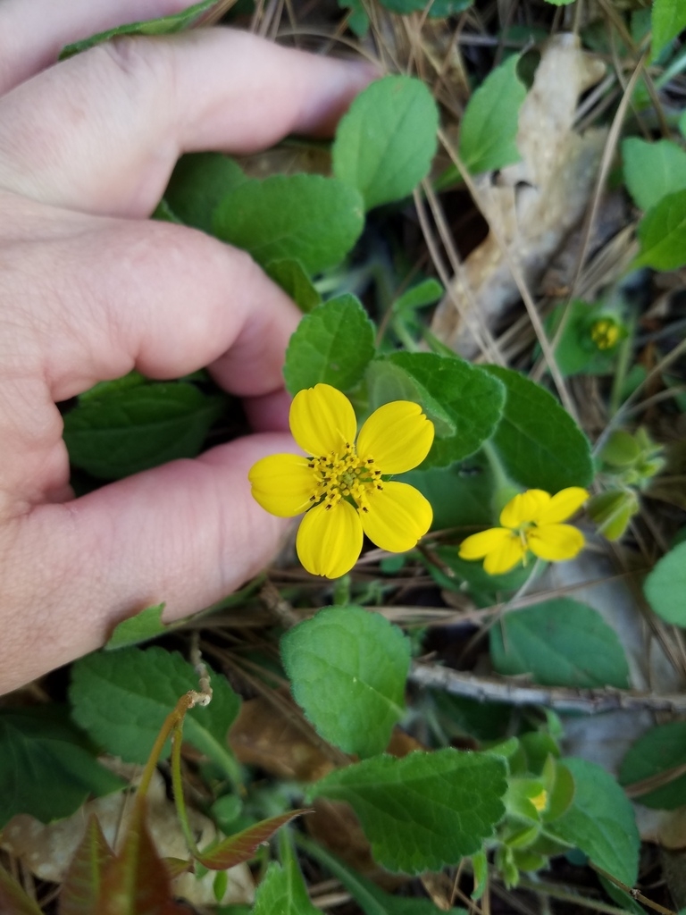 Yellow daisy flower.