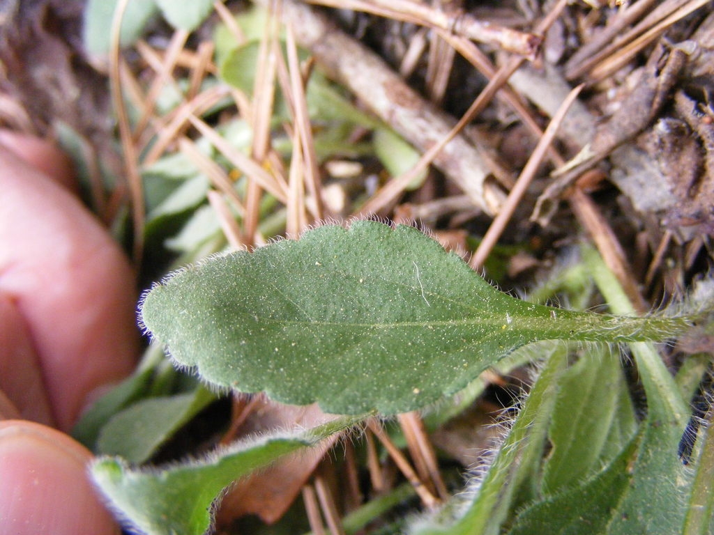 Oval green hairy leaf