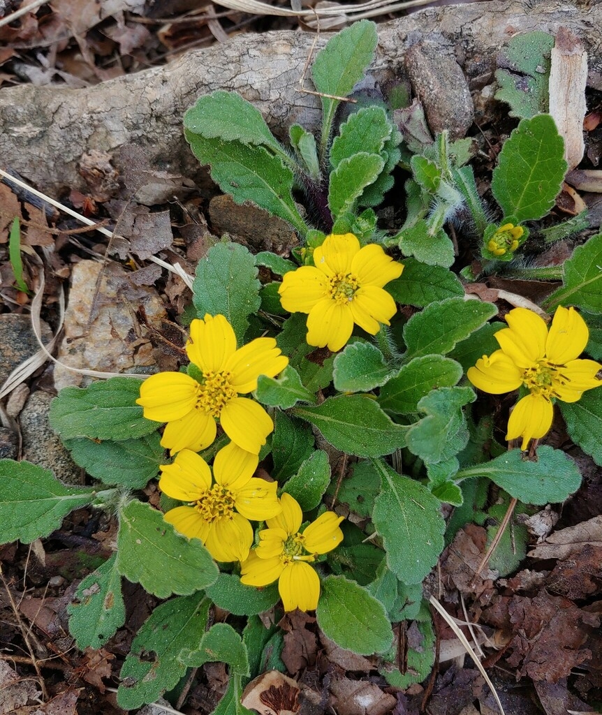 Yellow daisy flower.