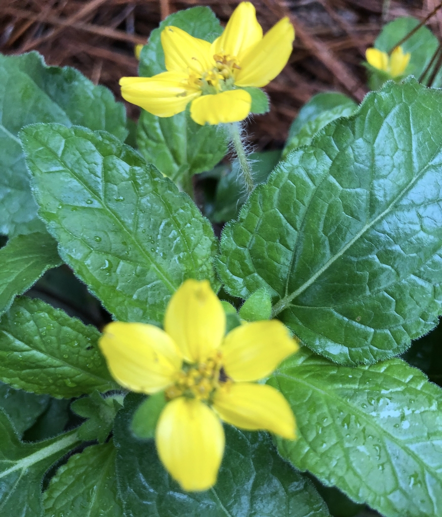 has a hairy stem and yellow star like flower