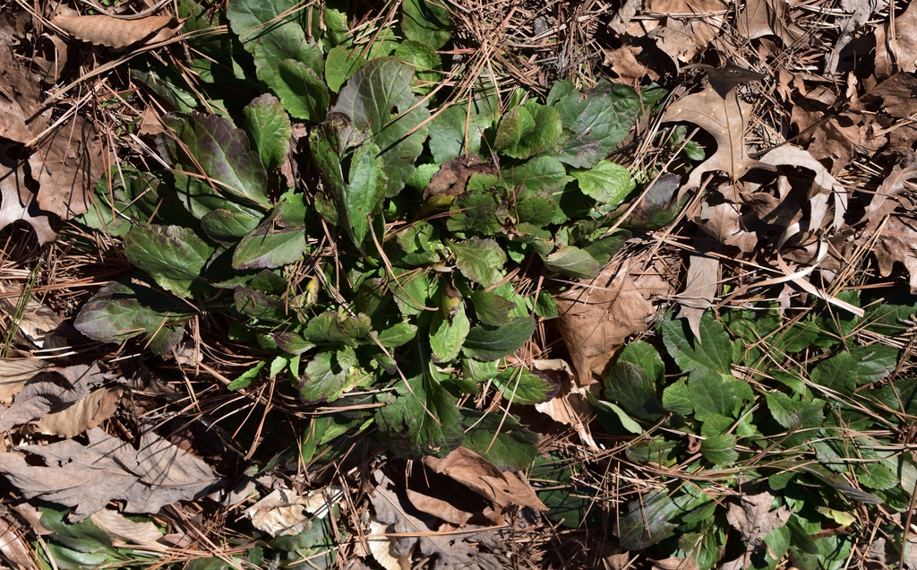 rosettes of green leaves