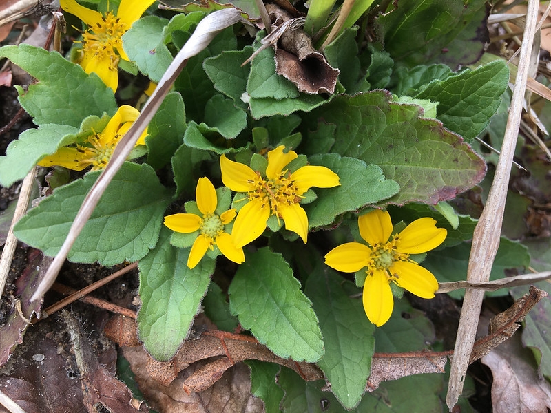 Green leaves and yellow daisies.