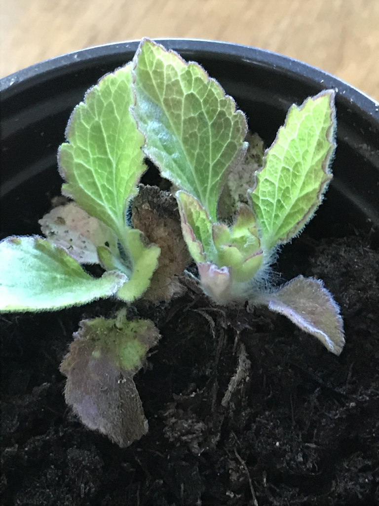 Emerging growth of hairy ovate leaves with notched margins