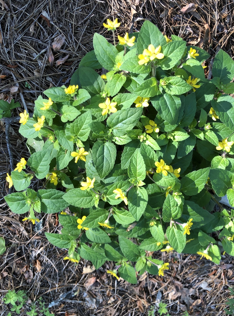 Low mat of green leaves with yellow daisies.