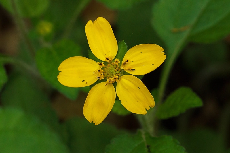 Close-up of yellow ray and disk florets.