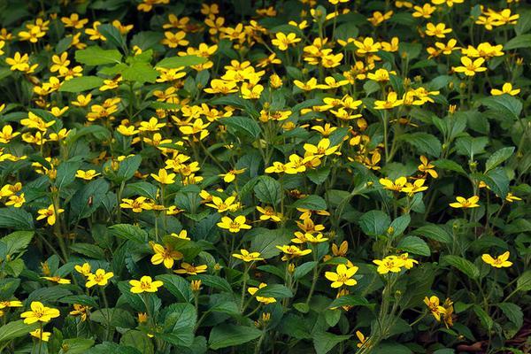 Masses of green leaves and yellow daisies.