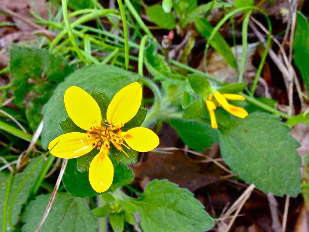 Close-up of daisy: yellow ray and disk florets.