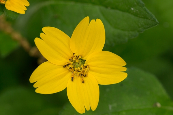 Photo of a yellow daisy-like flower