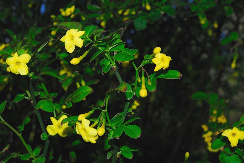Shrub with yellow flowers.
