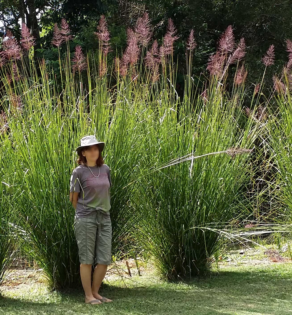 Erect grass towering over a person in front of it
