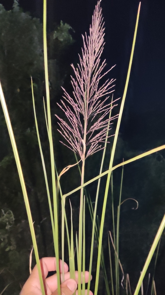 Seedhead of the grass
