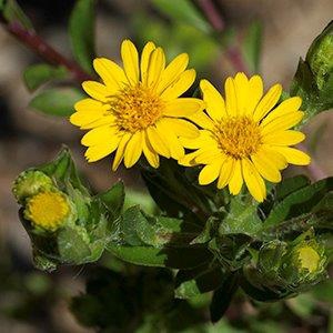 Chrysopsis mariana