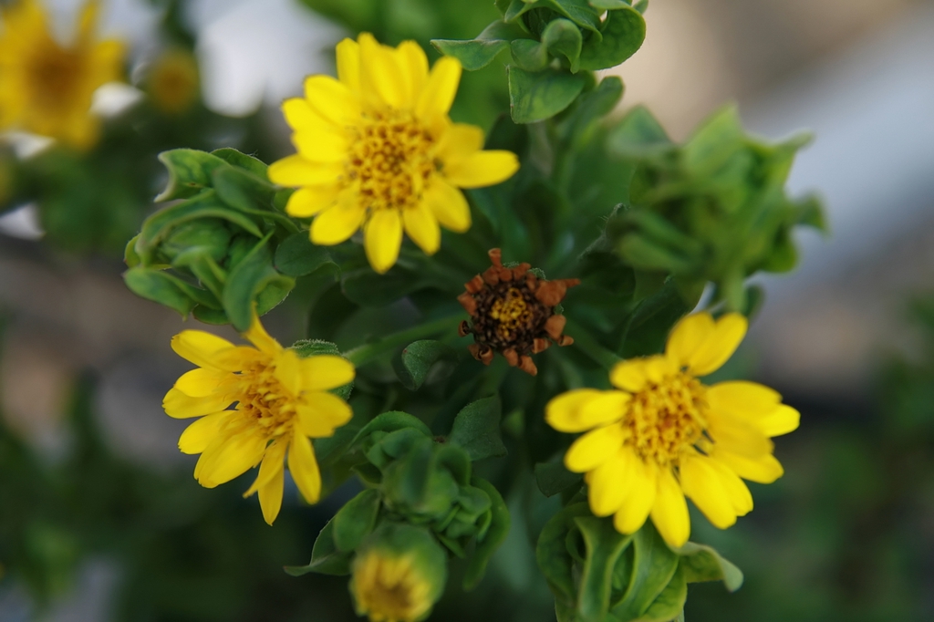 Chrysopsis mariana's flowers and leaves