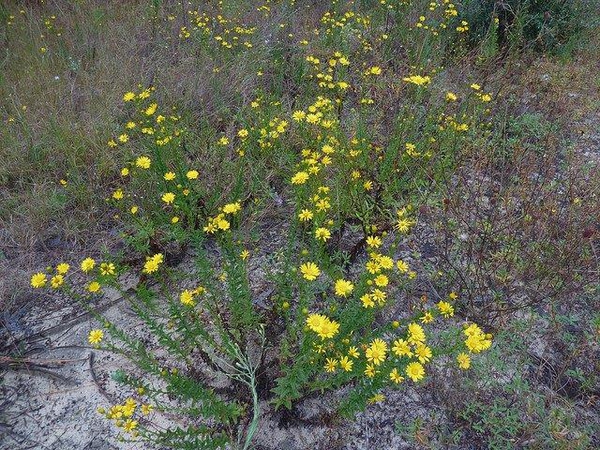 Chrysopsis mariana form