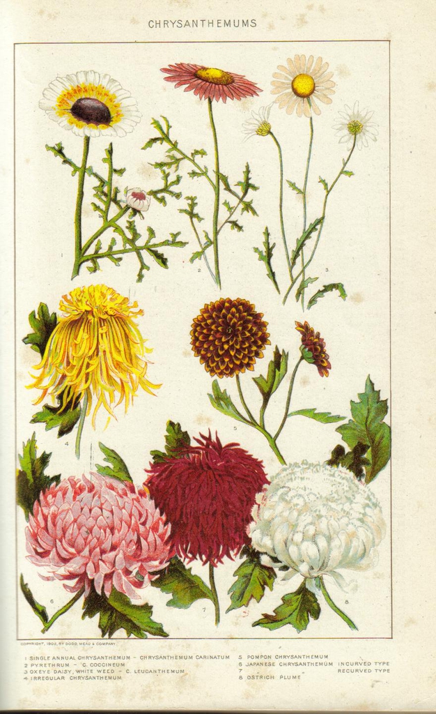 Flower types, leaves and stems